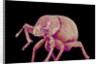 Weevil by Anonymous