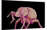 Weevil by Anonymous