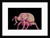 Weevil by Anonymous