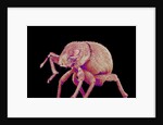 Weevil by Anonymous