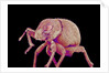 Weevil by Anonymous