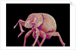 Weevil by Anonymous
