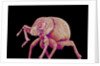 Weevil by Anonymous