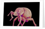 Weevil by Anonymous