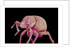 Weevil by Anonymous