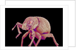 Weevil by Anonymous