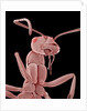 Ant by Anonymous