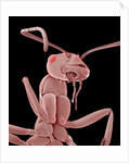 Ant by Anonymous
