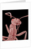 Ant by Anonymous