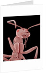 Ant by Anonymous