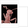 Ant by Anonymous