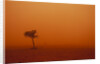 Dust storm in the Australian Outback by Anonymous