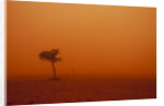 Dust storm in the Australian Outback by Anonymous