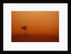 Dust storm in the Australian Outback by Anonymous