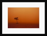 Dust storm in the Australian Outback by Anonymous