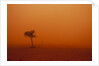 Dust storm in the Australian Outback by Anonymous