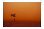Dust storm in the Australian Outback by Anonymous