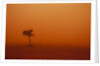 Dust storm in the Australian Outback by Anonymous