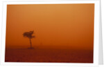 Dust storm in the Australian Outback by Anonymous