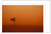 Dust storm in the Australian Outback by Anonymous