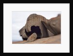 Remarkable Rocks formation in Flinders Chase National Park by Anonymous