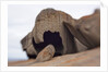Remarkable Rocks formation in Flinders Chase National Park by Anonymous