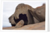 Remarkable Rocks formation in Flinders Chase National Park by Anonymous
