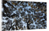Forest Canopy by Anonymous