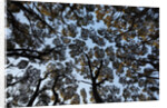 Forest Canopy by Anonymous