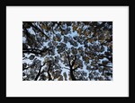 Forest Canopy by Anonymous