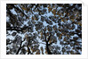Forest Canopy by Anonymous