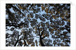 Forest Canopy by Anonymous