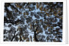 Forest Canopy by Anonymous