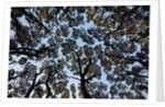 Forest Canopy by Anonymous