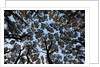 Forest Canopy by Anonymous