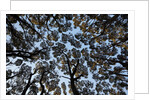 Forest Canopy by Anonymous