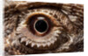 Eye of an Inland Bearded Dragon by Anonymous