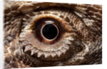 Eye of an Inland Bearded Dragon by Anonymous