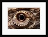 Eye of an Inland Bearded Dragon by Anonymous