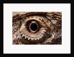 Eye of an Inland Bearded Dragon by Anonymous
