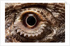 Eye of an Inland Bearded Dragon by Anonymous