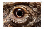 Eye of an Inland Bearded Dragon by Anonymous