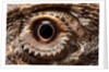 Eye of an Inland Bearded Dragon by Anonymous