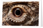 Eye of an Inland Bearded Dragon by Anonymous