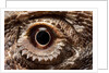 Eye of an Inland Bearded Dragon by Anonymous