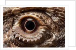 Eye of an Inland Bearded Dragon by Anonymous