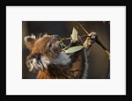 Koala in eucalyptus tree in Great Otway National Park by Anonymous