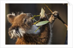 Koala in eucalyptus tree in Great Otway National Park by Anonymous