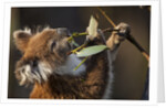 Koala in eucalyptus tree in Great Otway National Park by Anonymous