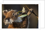 Koala in eucalyptus tree in Great Otway National Park by Anonymous